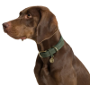 Нашийник для собак Cloud7 Tiergarten Зелений
