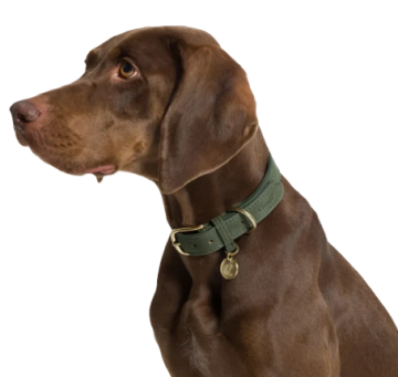 Ошейник для собак Cloud7 Tiergarten Зеленый