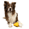 Іграшка для собак Kiwi Walker «Птах ківі»