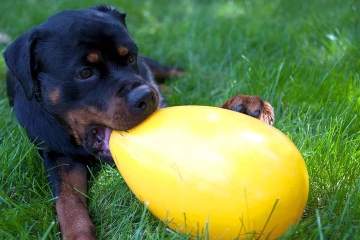 Jolly Pets Jolly Egg Тверде яйце для собак, 30 см
