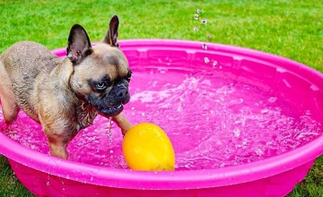 Jolly Pets Jolly Egg Тверде яйце для собак, 20 см