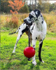 Jolly Pets Romp-N-Roll М'яч із канатом для собак, 12 см