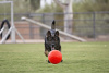 Jolly Pets Jolly Soccer Ball М'яч для собак, 20 см