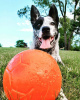 Jolly Pets Jolly Soccer Ball Мяч для собак, 20 см