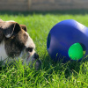 Jolly Pets Teaser Ball Large Подвійний м'яч для собак, 21 см