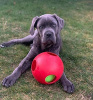 Jolly Pets Teaser Ball Large Двойной мяч для собак, 21 см