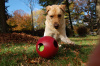 Jolly Pets Teaser Ball Large Подвійний м'яч для собак, 21 см