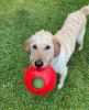 Jolly Pets Teaser Ball Medium Подвійний м'яч для собак, 16 см