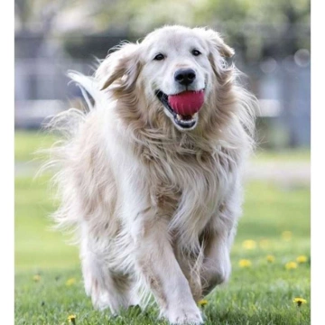 Jolly Pets Jolly Tuff Tosser М'яч для ласощів