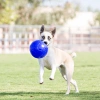 Jolly Pets Jolly Soccer Ball Мяч для собак, 15 см