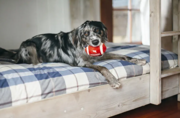 Игрушка для собак BackToSchool Collection - Football Pet Play