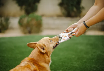 Игрушка для собак Scout & About Flying Disc Pet Play (Vanilla) 