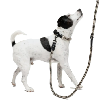 Повідець для собак Cloud7 Mauerpark Чорний