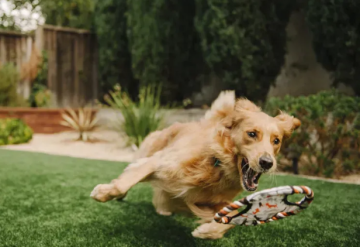 Игрушка для собак Scout & About Flying Disc Pet Play (Vanilla) 