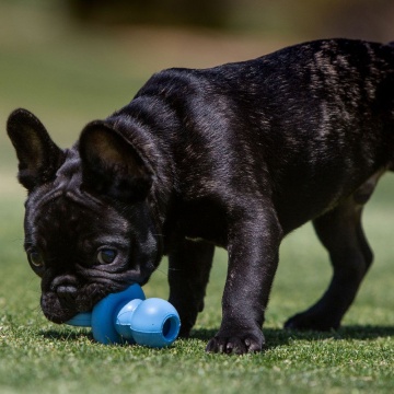 Kong Puppy Binkie