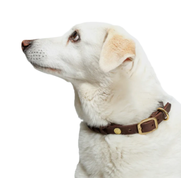 Ошейник для собак Cloud7 Central Park Коричневый