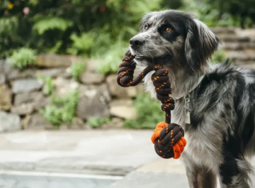 Игрушка для собак Scout & About Tug Ball Pet Play