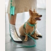 Шкіряний повідець BranniPets - Metal Turquoise