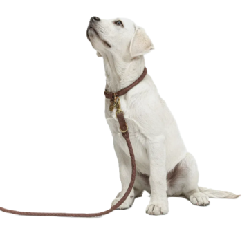 Повідець для собак Cloud7 Ravello Коричневий