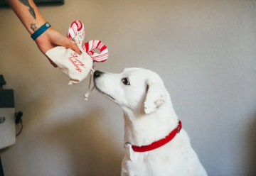 Игрушка для собак Holiday Classic - Candy Canes Pet Play