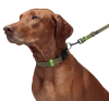 Нашийник для собак Cloud7 Ipanema Оливковий