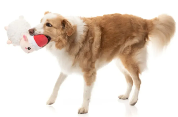 М'яка іграшка для собак FuzzYard Пухнаста овечка