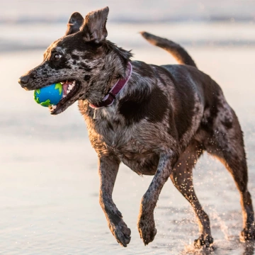 Іграшка для собак м'яч Planet Dog Orbee Ball Small