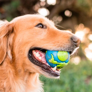 Іграшка для собак м'яч Planet Dog Orbee Ball Large