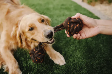 Игрушка для собак Scout & About Barbell Pet Play