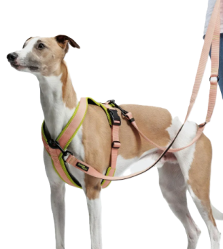 Y-подібна шлейка для собак Cloud7 Y-1 Harness AKTIV Персиковий