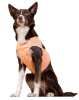 Жилет охлаждающий для собак PAIKKA Cool Vest Peach