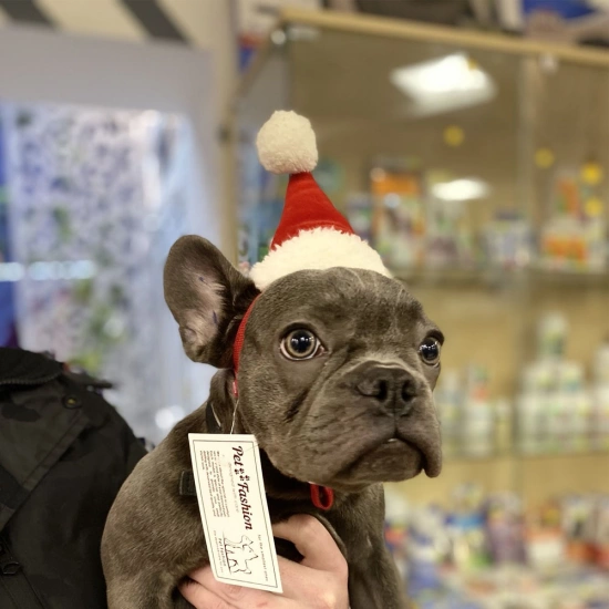 Pet Fashion Новорічна шапочка-ковпак для собак