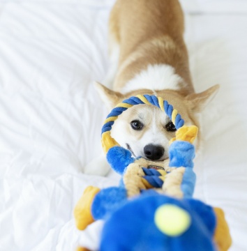 Charming Pet Dragon Ropes Сверхпрочная игрушка "Дракон" для собак