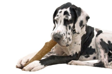 Petstages Dogwood Stick "Міцна гілка" для собак