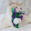 Petstages Krazy Kale Іграшка "Чарівна капуста" для котів