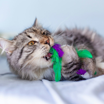 Petstages Krazy Kale Іграшка "Чарівна капуста" для котів
