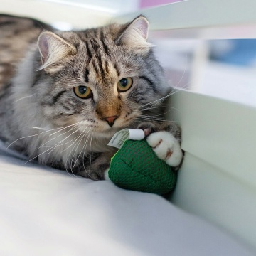 Petstages Lil' Avocato Іграшка "Авокадо" для котів
