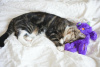Petstages Purr Pillow Подушка-антистресс "Кот" со звуком для кошек