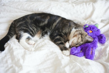 Petstages Purr Pillow Подушка-антистрес "Кіт" зі звуком для котів