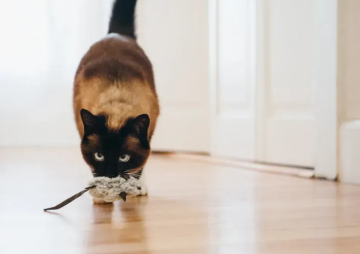 Игрушка для кошек Feline Frenzy - Catch a Meowse Pet Play