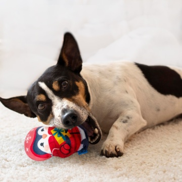 Игрушка для Собак с пищалкой Barksi Пингвин