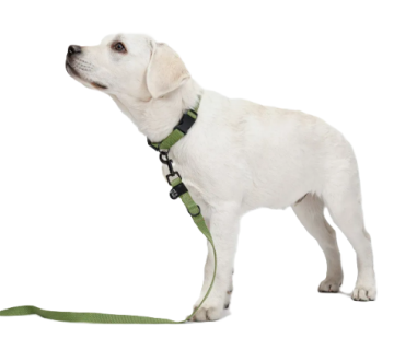 Повсякденний повідець для собак Cloud7 Rescue Basic Зелений