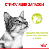 Royal Canin Sensory Smell в соусі для котів
