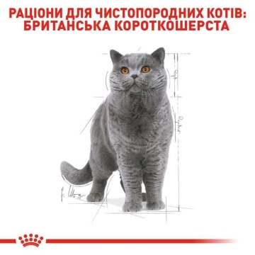 Royal Canin British Shorthair Adult в соусі