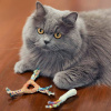 Petstages Dental Health Chew Набір жувальних іграшок для котів