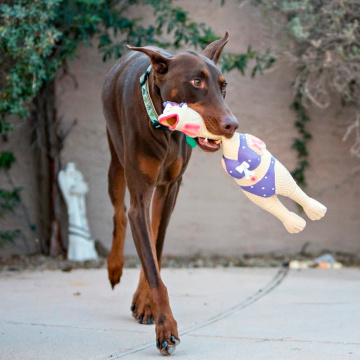 Outward Hound Squawkers