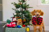 Іграшка для собак Рукавички Mittens Home for the Holidays Pet Play
