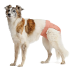 Гигиенические трусы для собак Cloud7 Panties Розовый