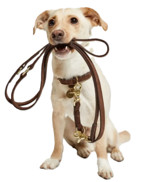 Нашийник для собак Cloud7 Tiergarten Коричневий