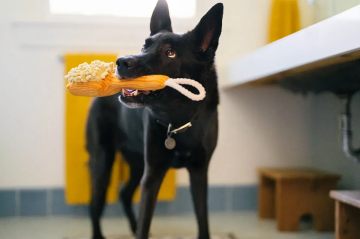 Игрушка для собак Splish Splash - Bark n' Bristles Pet Play